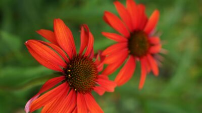 Echinacea purpurea 'Tomato Soup' ®