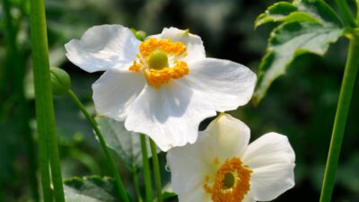 Anemone japonica 'Lady Maria' ®