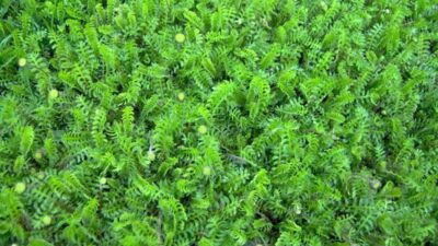 Leptinella dioica