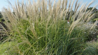 Miscanthus sinensis 'Federweißer'