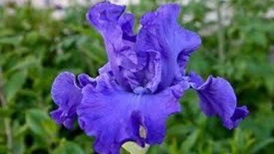 Iris x barbata-elatior 'Mer du Sud'