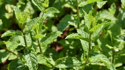 Mentha species 'Nemorosa'