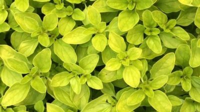 Origanum vulgare 'Golden Shine'