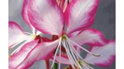 Gaura lindheimeri 'Rosy Jane'