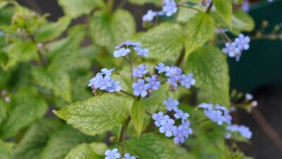 Brunnera macr. 'Alexander's Great' ®