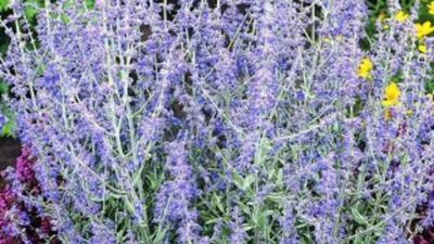 Perovskia atriplicif. 'Blue Spire'