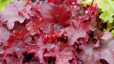 Heuchera micrantha 'Fire Chief'