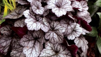 Heuchera micrantha 'Glitter'