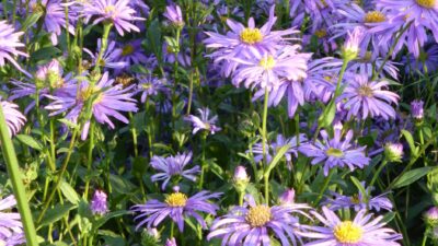 Aster x amethystinus 'Freiburg'