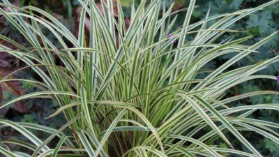 Carex foliosissima 'Goldband'