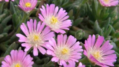 Delosperma Jewel of Desert 'Rosequartz'