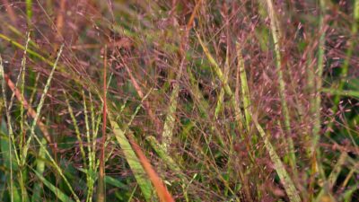 Eragrostis spectabilis 'Purpurflirren'