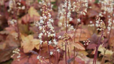 Heucherella tiarelloides 'Sweet Tea' ®