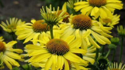 Echinacea purpurea 'Cleopatra' ®