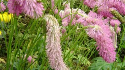 Sanguisorba hakusanensis 'Lilac Squirrel'