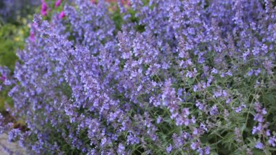 Nepeta x faassenii 'Junior Walker' ®