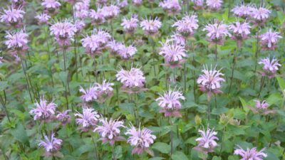 Monarda fistulosa 'Camilla'