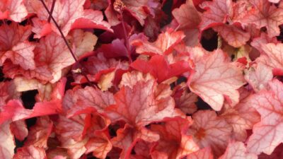 Heuchera micrantha 'Paprika' ®