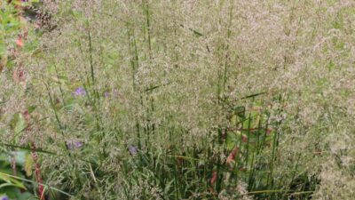 Deschampsia cespitosa 'Palava'