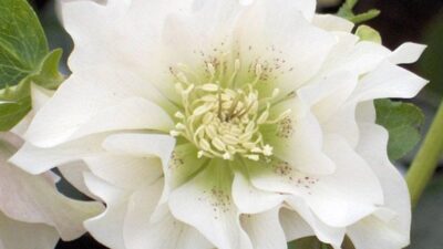 Helleborus x orientalis 'Double Ellen White'