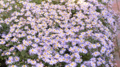 Aster ageratoides JS® 'Eleven Purple'