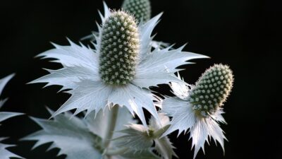 Eryngium giganteum 'Silver Ghost'