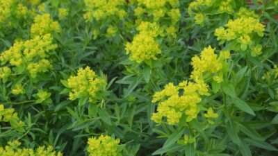 Euphorbia palustris 'Teichlaterne'