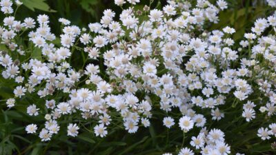 Solidago ptarmicoides 'Major'