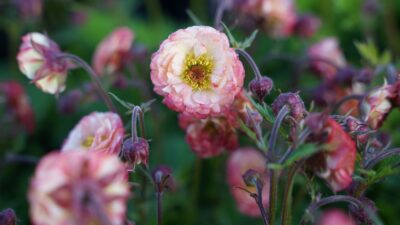 Geum Cocktail 'Cosmopolitan' ®