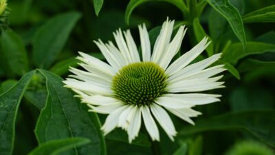 Echinacea purpurea 'Virgin' ®