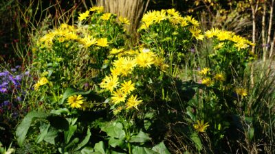 Silphium perfoliatum JS® 'Maya'