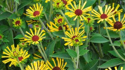 Rudbeckia subtomentosa 'Little Henry' ®