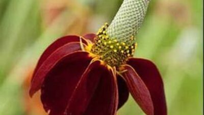 Ratibida columnifera 'Red Midget'