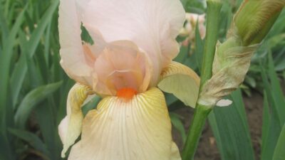 Iris x barbata-elatior 'Jersey Maid'