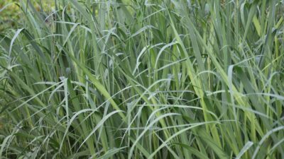 Panicum virgatum 'Dallas Blues' ®