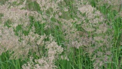 Calamagrostis varia
