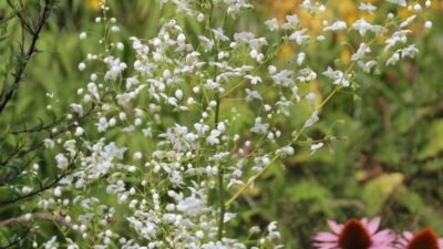 Thalictrum delavayi 'Splendide White' ®