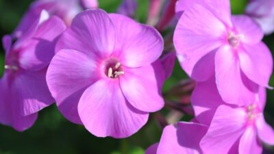 Phlox paniculata 'Flame Lilac' ®