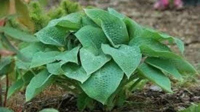 Hosta x fortunei 'Marmalade on Toast'