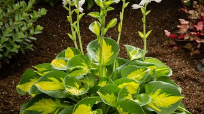 Hosta x cult. 'Sunset Grooves'