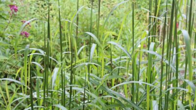 Miscanthus sinensis 'Ghana'