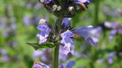 Nepeta manchuriensis 'Manchu Blue'