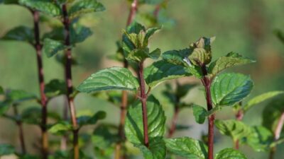 Mentha piperita 'Agnes'