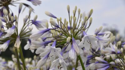 Agapanthus africanus 'Twister'