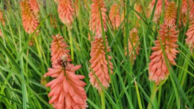 Kniphofia uvaria 'Redhot Popsicle' ®