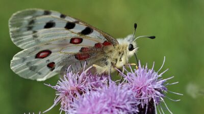 Bienenstauden Mischung