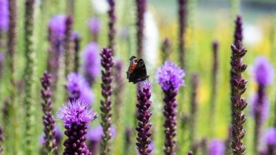 Bienen/Schnittstauden Mischung