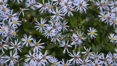 Kalimeris incisa 'Nana Blue'