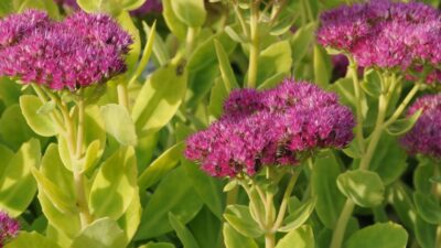 Sedum spectabile 'Lisa'