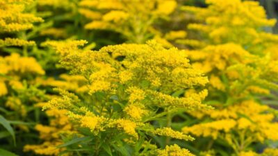 Solidago x cult. 'Loysder Crown'
